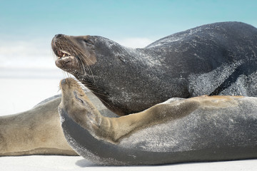 Galapagos Sea Lion Conversation