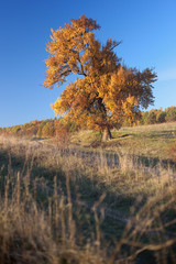 Fototapeta premium lonely big tree, yellow autumn leaf, blue sky