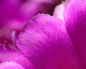 Close-up Cactus flower