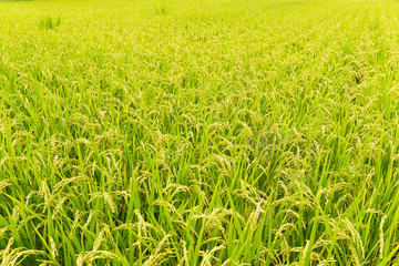 Rice field