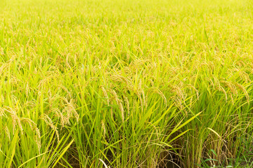 Paddy rice field