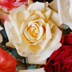 colorful pale white fake rose flower closeup