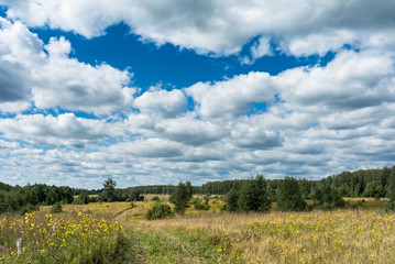 Fototapeta premium Meadow with country road and yellow wildflowers