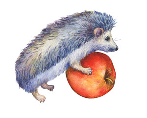 Prickly hedgehog holds red apple in paws. Hand painted watercolor illustration isolated on white background.