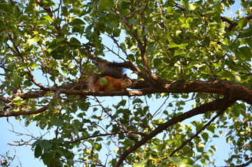 Fototapeta premium Squirrel in a dense crown of apricot wood.