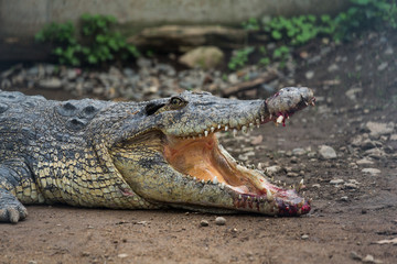 Crocodile mouth open and getting hurt