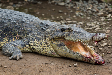 Crocodile getting hurt