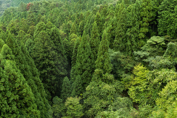 Fototapeta na wymiar Green forest mountain