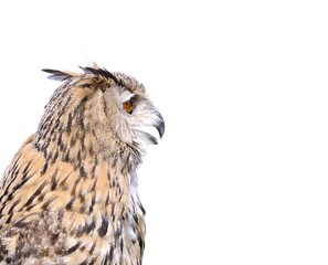 Isolated eagle Owl.