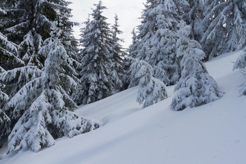 Winter forest in snow with lot of fir-tree