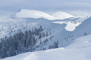 Beautiful landscape with snow and fir-trees in mountains