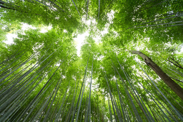 Looking up at lush green bamboo tree canopy