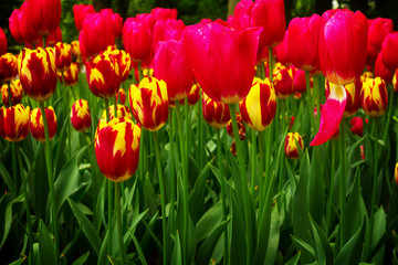 Pink, yellow and red fresh spring growing blooming tulips background, retro toned