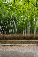 Greenery Bamboo road