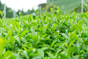 Fototapeta premium Green Tea plant