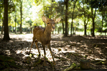 Deer in nara park