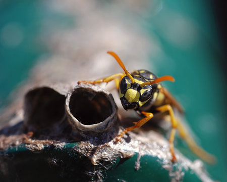 wasp guarding its nest