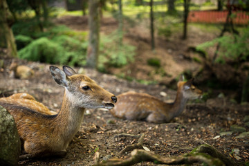 Deer sitting at park