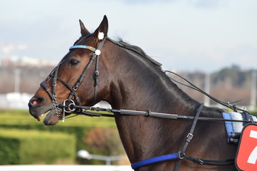 Fototapeta premium trotteur