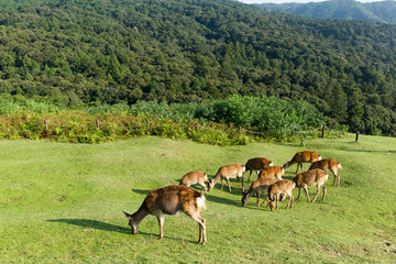 Group of deer eating grass together