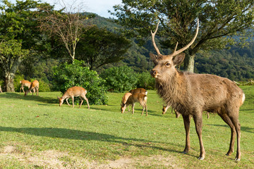 Naklejka na ściany i meble Deer in mountain of Nara in Japan