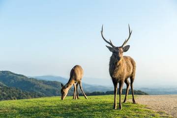 Deer Buck on mountain