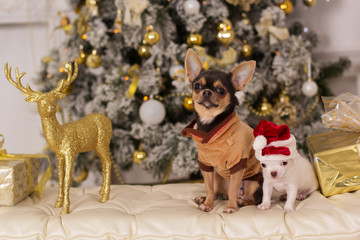 Two cute chihuahua dogs, christmas concept