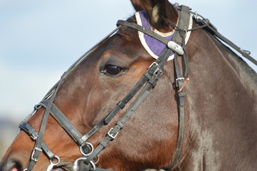 Obraz premium trotteur