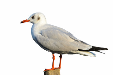 bird isolated on white background,gull.