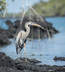 Great Blue Heron in Mangrove Swamp, Galapagos