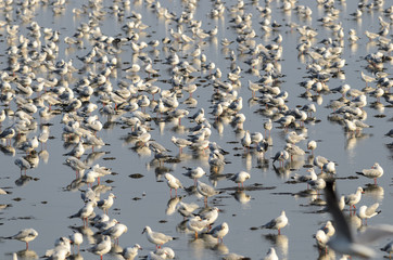 Gull standing on beach.