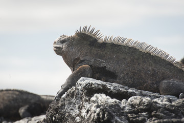 Marine Iguana Profile, Isabela Island, Galapagos