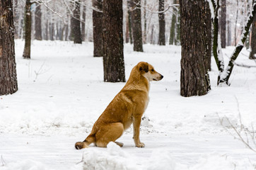 well-groomed red-haired dog sitting in the snow in the woods