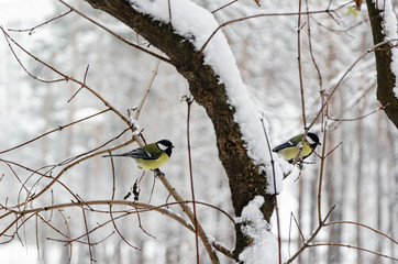 Obraz premium sikora siedzi na gałęziach w zimowym lesie