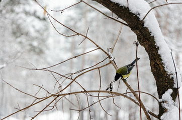 young blue tit sitting on a branch in winter forest