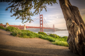 Golden Gate Skyline and Tree