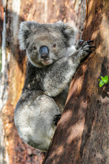 Koala sur la Great Ocean Road, Australie