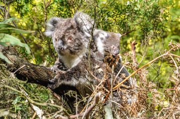 Koala carrying baby on the Great Ocean Road, Australia
