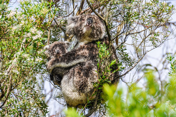 Koala carrying baby on the Great Ocean Road, Australia