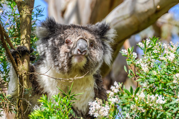 Koala watching on the Great Ocean Road, Australia