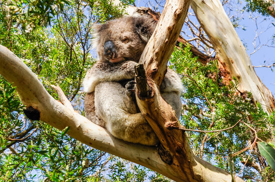 Sleeping koala on the Great Ocean Road, Australia