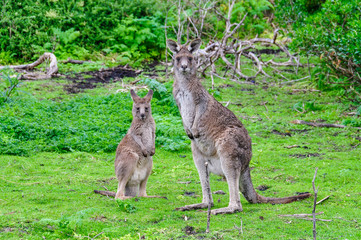 Kangaroo mother and baby on the Great Ocean Road, Australia