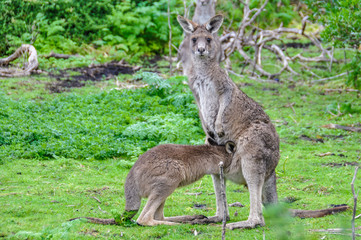 Naklejka na ściany i meble Kangaroo mother and baby on the Great Ocean Road, Australia