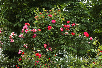 Volksgarten (People's Garden) in Vienna. Austria