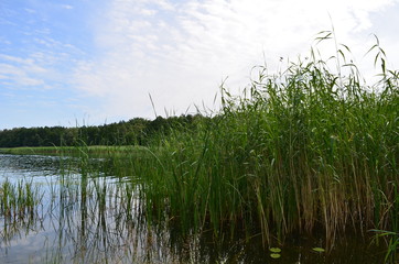 Trzcina wodna/The water reed, Masuria, Poland