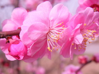 Pink rose flower blossom on soft natural background.