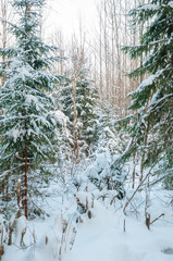 frozen woods under snow