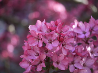 Blüten des Zierapfels im Halbschatten,Nahaufnahme