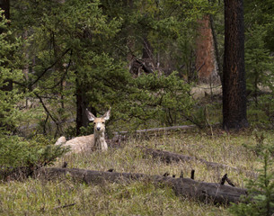 Mule Deer Resting