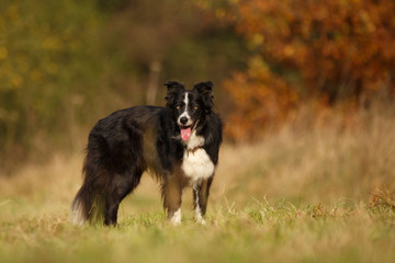 Border Collie im Herbst